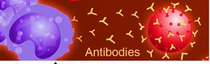 Changes to the viruses result in lifetime susceptibility Antibodies in