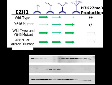 EPZ-6438 (tazemetostat): Potent and Highly Selective EZH2 Inhibitor EZH2 Mutations are Gain-of-Function