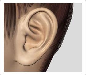 Normal Ear Anatomy Ear Anatomy Helix Antihelical fold