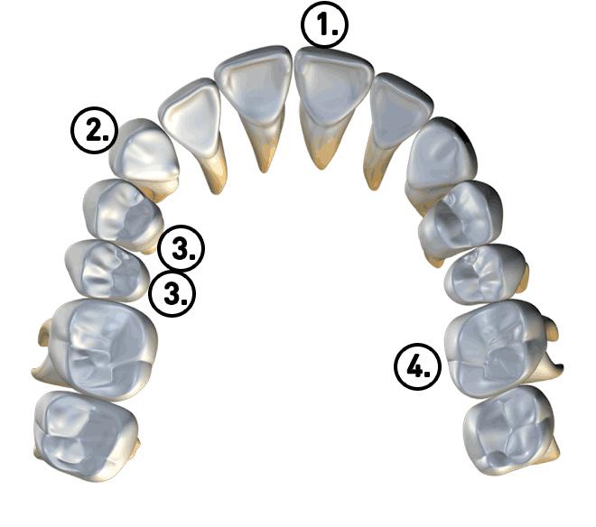 BWS Arch References for Auxiliaries MAXILLA - The Upper Jaw 1.