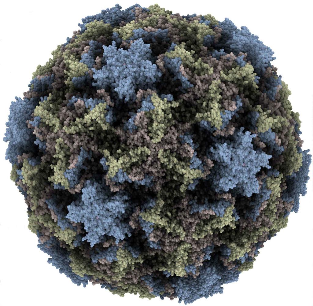 Viruses Figure: Crystal Structure and Schematic of