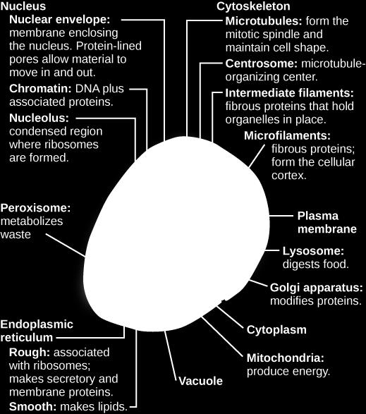 The cytoplasm is the location for most cellular processes, including metabolism, protein folding, and internal transportation.