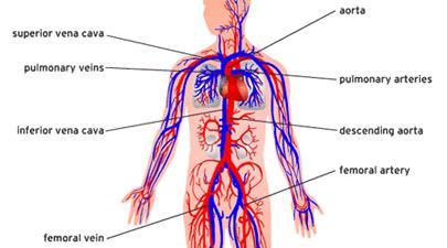 Metabolism Specialization of organs The human body is made up of several organ systems that all work together as a unit to make sure the body keeps functioning.
