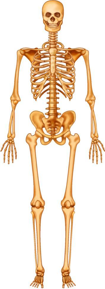 Metabolism Specialization of organs Skeletal system bones, cartilage, and joints The skeletal system provides the shape and