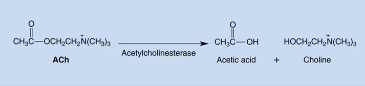 Recall that Acetyl Choline is synthesized from the reaction between Acetyl Coenzyme A (Acetyl CoA) with Choline under the presence of Choline acetyltransferase (ChAT).