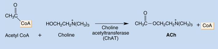 The life cycle of Acetylcholine (ACh): 1) Acetylcholine is released from a vesicle in the presynaptic terminal into the synaptic cleft.