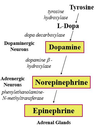 b) Idonlamines: i. Serotonin (derived from tryptophan) ii.