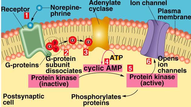 (2) Norepinephrine (NE) as a neurotransmitter: Found in 2 locations which are: a) In the PNS: I. Smooth muscles of blood vessels, causes vasoconstriction and therefore increases blood pressure II.