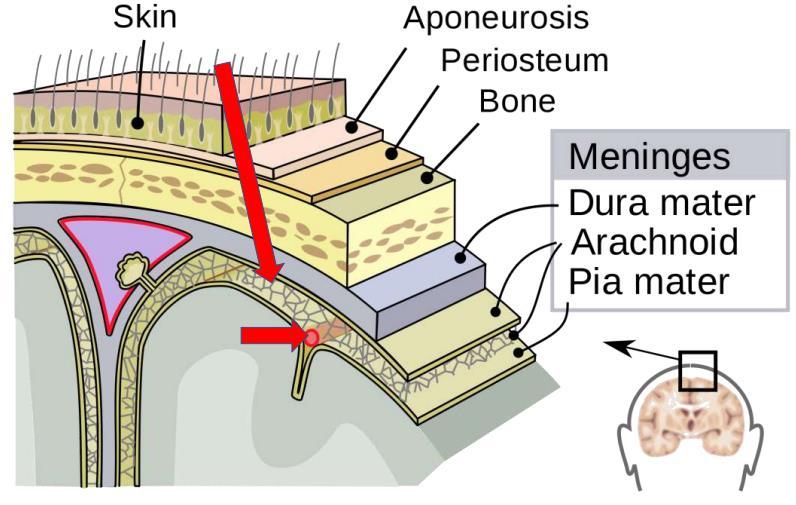 3. Pia mater: the closest layer to the brain. *The space between the arachnoid and pia mater is filled with cerebrospinal fluid (CSF).
