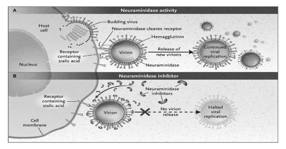 Antiviral Agents (Nonretroviral) Goodman & Gilman's The Pharmacological Basis of Therapeutics, 12e, 2011 Replicative cycles of DNA (A) and RNA (B) viruses.