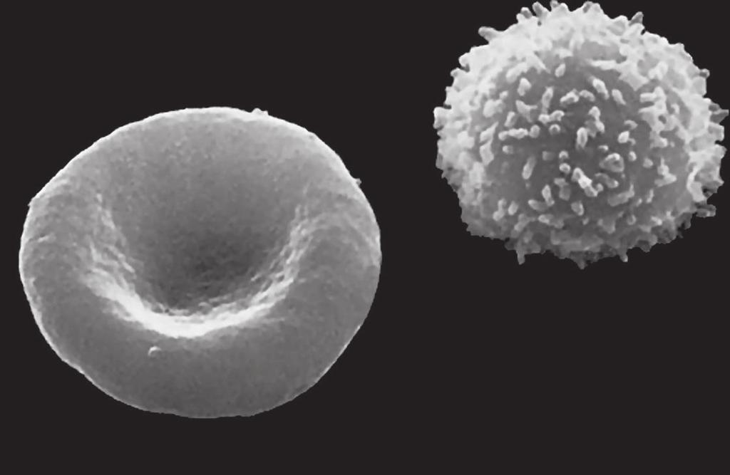 17 The photograph shows two blood cells, X and Y. 8 Y X What are the functions of cells X and Y?