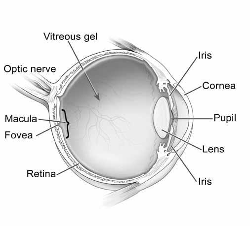 Anatomy of The Eye The retina senses light & transmits images to the brain The macula central part of the retina used