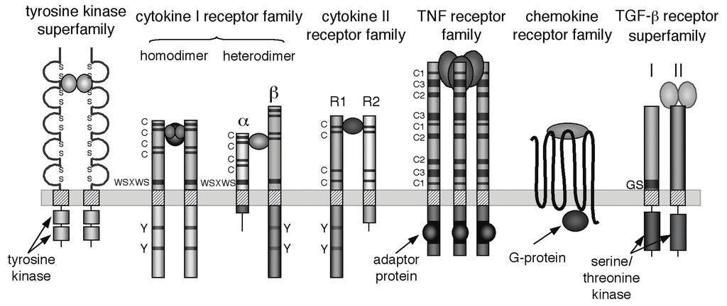 cytokine receptors are divided into families (Fig. 5).