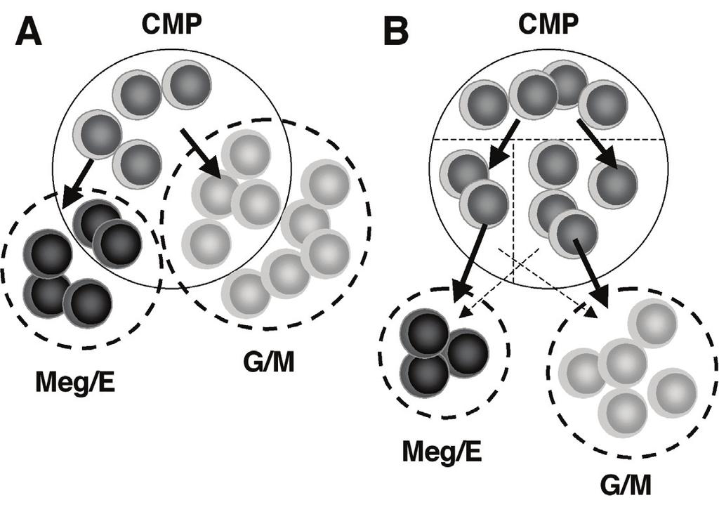 Figure 9. Composition of the heterogeneous CMP-population.