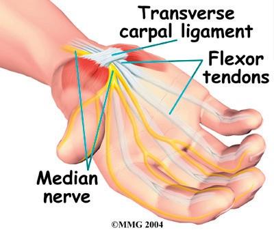 The tenosynovium is a slippery covering that allows the tendons to glide next to each other as they contract and relax to move the hand and fingers.