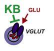 B. Lower glutamate release during synaptic transmission Inhibition of VGLUT (vesicular glutamate transporters) -> decrease of glutamate