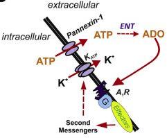 C. Prevention of hyperexcitability via K+ ions KBs -> increase in intracellular ATP -> release of ATP through Pannexin channels -> adenosine synthesis via ectonucleotidases