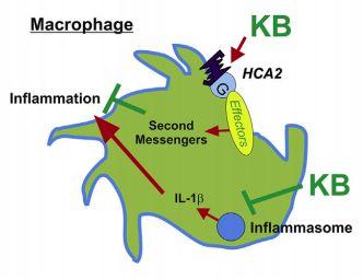 D. Reduced inflammation KBs -> activation of HCA2 receptors on macrophage -> inhibition of assembly