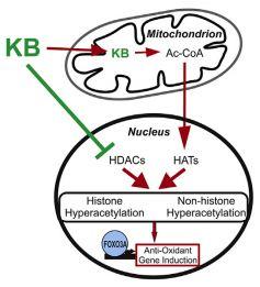 E. Increase in endogenous anti-oxidants KB -> direct inhibition of histone deacetylases (HDACs) KBs -> increase in AC AC = substrate for histone