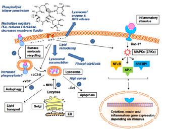 Non Biologic Alternatives for Neutrophil Inflammation Macrolide Antibiotics PDE4 inhibitors (Roflumilast) PDE3/PDE4 combination Macrolides Antimicrobial Anti inflammatory Augment Macrophage function