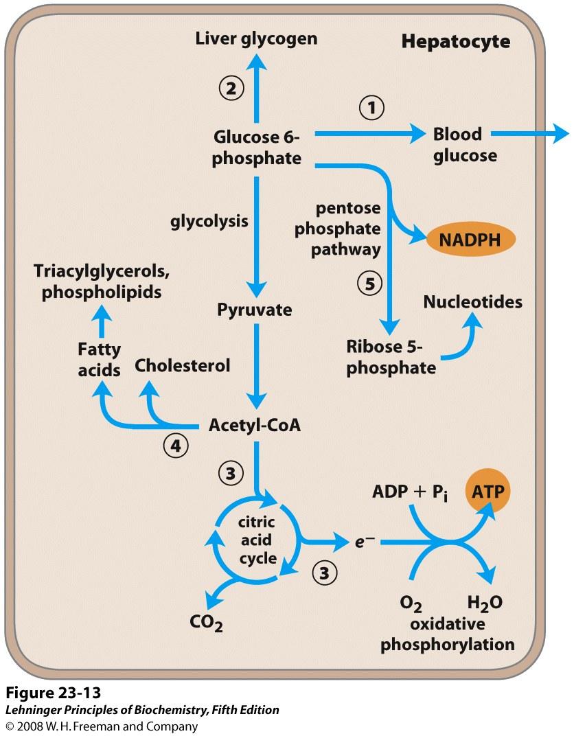 Integration Branchpoints in metabolism where metabolites can go several directions 1.