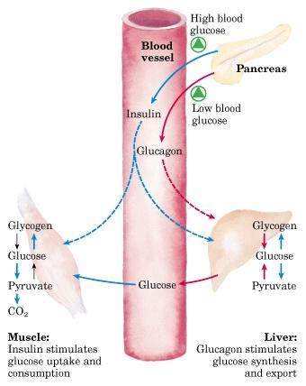 Hormones Glucagon: signals fasted state, mobilizes stored glycogen & fat, receptors on liver & fat cells glycogen breakdown ( glyc phos), glyc syn ( glyc synthase), in liver lowers F26BP, glycolysis,