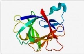 Interleukin-1β (IL-1β) is one of a family of biologically active small protein molecules known as cytokines.