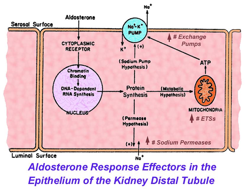 ALDOSTERONE: Biosynthesis Mode of action of aldosterone Regulation of aldosterone action CORTISOL Cortisol, also known as hydrocortisone, is a corticosteroid hormone or glucocorticoid produced by the