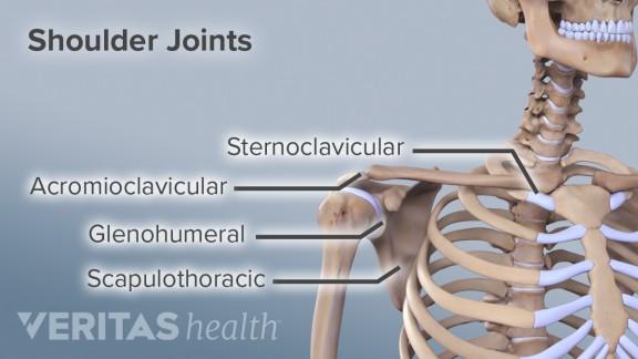 Anatomical description The shoulder joint is one of the most complex joints in the human body and it is also the most mobile joint.