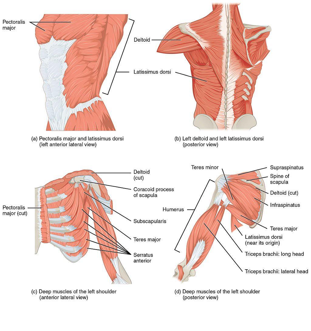 Many muscles act upon the shoulder, and we can divide them into three groups: Muscles of scapular stabilization.