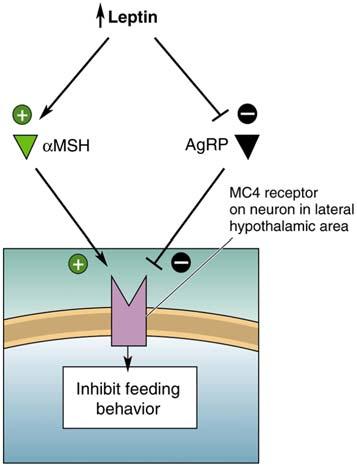 Lateral hypothalamus: Motivation to eat Electrical stimulation: Triggers feeding behavior in satiated animals Neurons intrinsic to lateral hypothalamus; Axons passing through the lateral hypothalamus