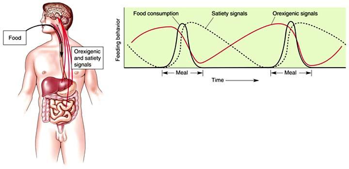 The Short-Term Regulation of Feeding Motivation to eat depends on Social factors Time and quantity of last meal Ghrelin Secreted from the stomach