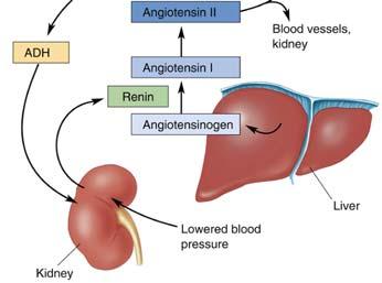 Antidiuretic hormone or ADH Acts on kidneys to increase water retention Inhibit urine production 13 Other Motivated s