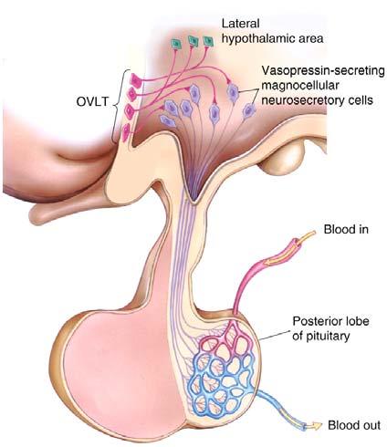 vascular organ of the lamina terminalis Role of OVLT neurons Excite magnocellular neurosecretory cells Vasopressin