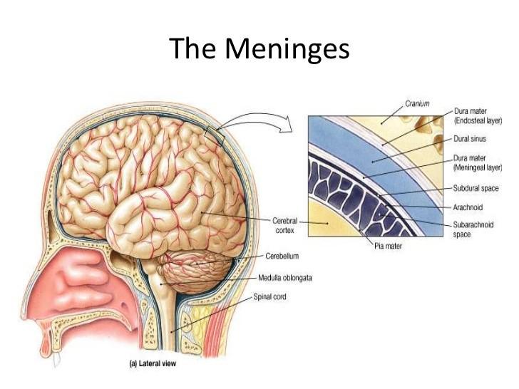 membranes) Cerebrospinal fluid (fills