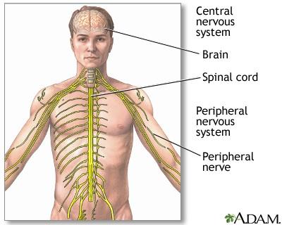Peripheral Nervous System Neurons associated with the brain