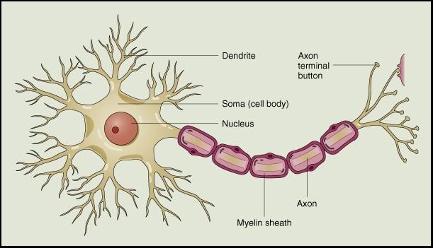 Dendrites Carry impulse to the cell