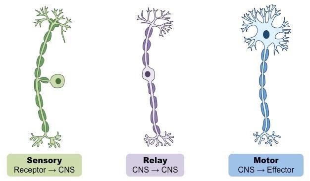 3 Types of Neurons: Sensory