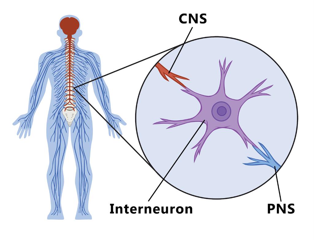 Interneurons Connect