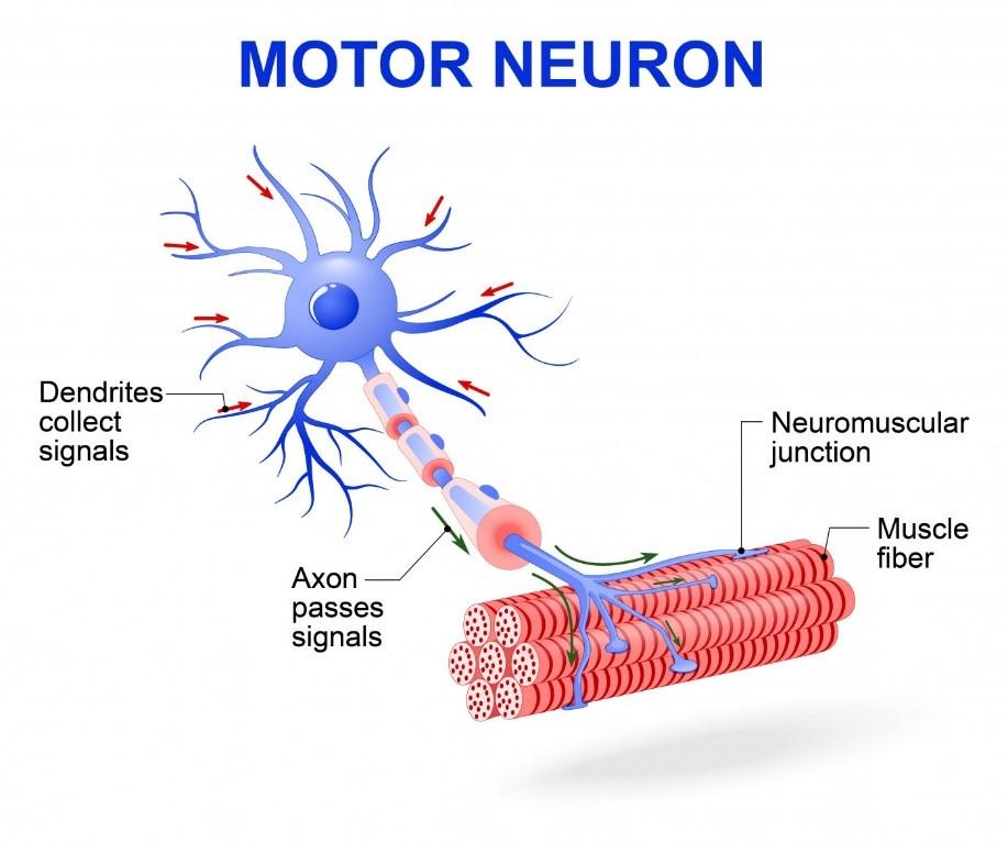 Motor Neurons Carry impulses from
