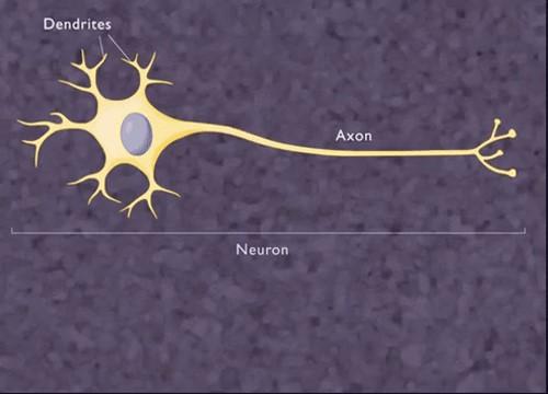 Neurons Single nerve