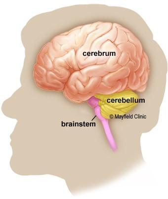 Structure Cerebrum,