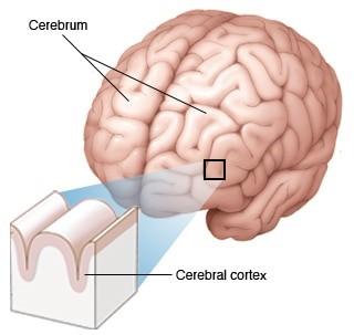The Cerebrum Largest part of the brain Right and left hemispheres Performs higher functions like