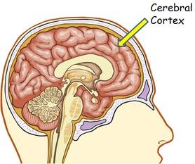 The Cerebrum Cerebral cortex Outer layer where most