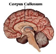 Cerebrum Left and right hemispheres joined by corpus collosum