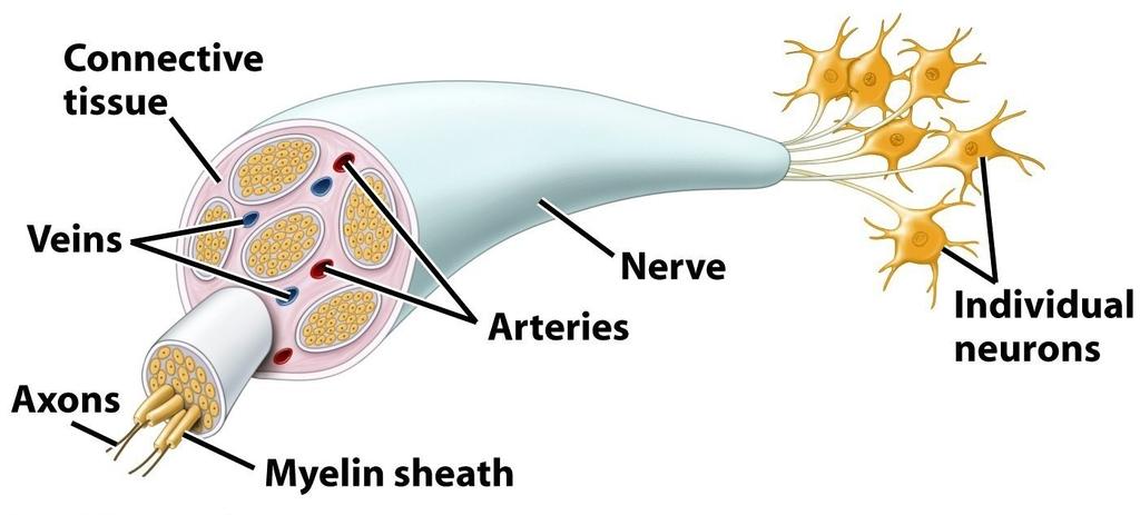 Nerves Message pathway of the nervous