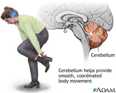 Cerebellum Coordinate muscle