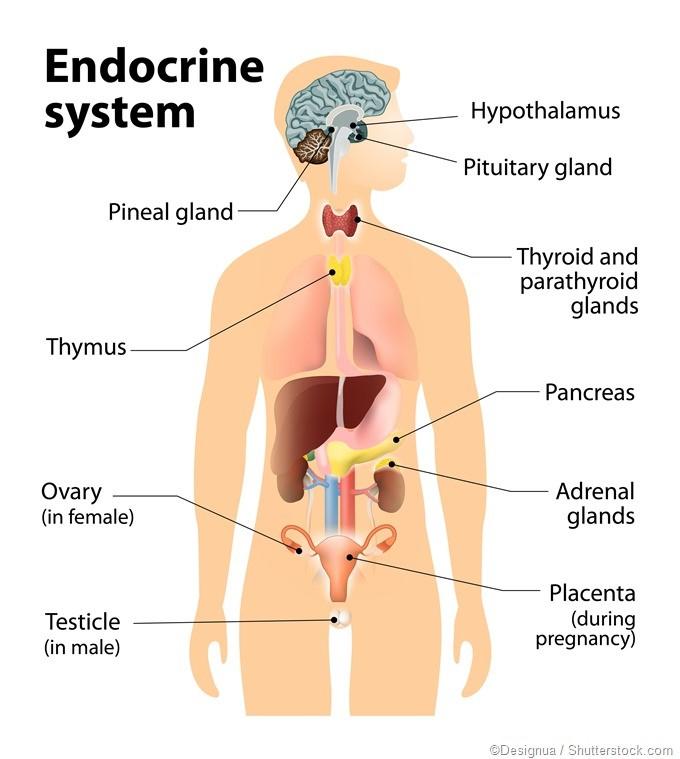 Endocrine System Collection of glands and the hormones they produce Regulates overall metabolism, homeostasis,