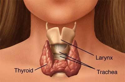 Thyroid Gland Absorbs iodine from bloodstream and produces T3/T4 hormones Regulates the rate