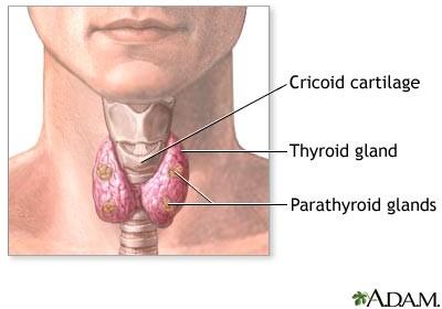 Parathyroid Works with thyroid to control calcium